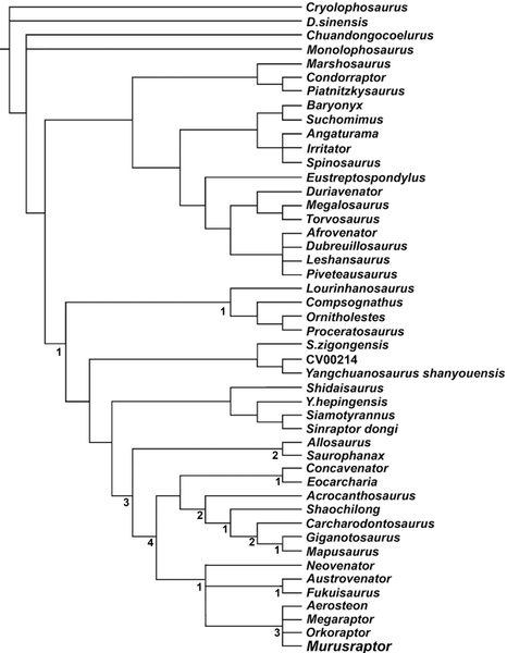 Plik:Coria i Currie 2016 Murusraptor Carrano.PNG