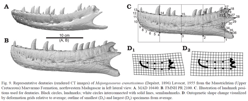 Plik:Majungasaurus ontog. Ratsimbaholison et al. 2016.2.PNG