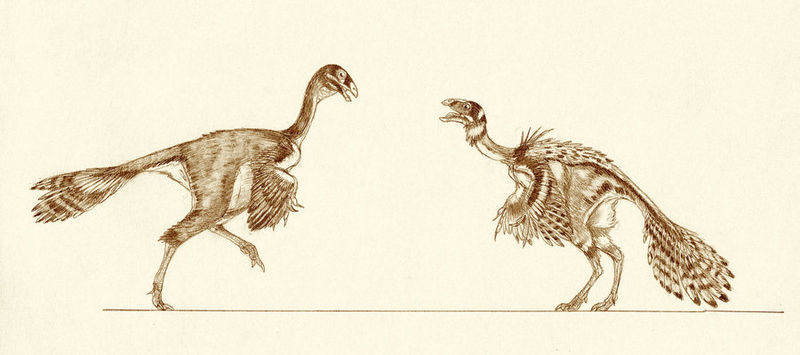 Plik:Caudipteryx dongi by kahless28.jpg