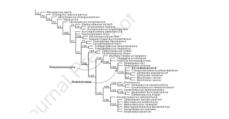 Plik:Rhabdodontidae.Magyar et al.png