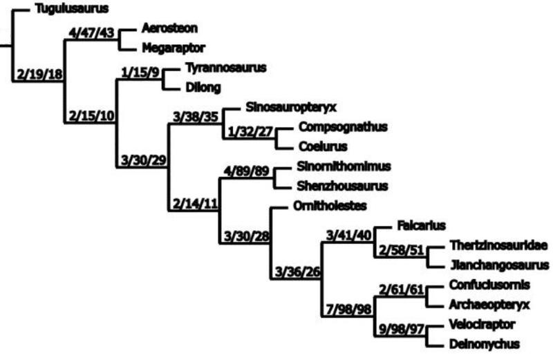 Plik:Novas i in. 2015 Chilesaurus Smith celur.PNG
