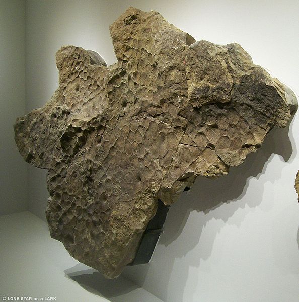 Plik:Triceratops skóra2.jpg