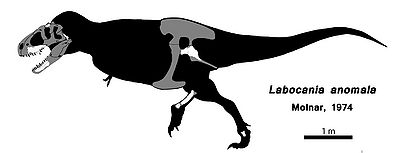 Labocania Laelaps nipponensis.jpeg