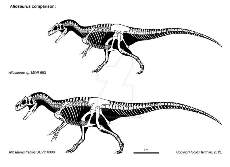 Plik:Allosaur comparison by scotthartman.jpg