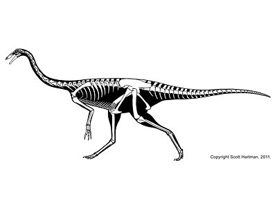 Gallimimus Scott Hartman.jpg