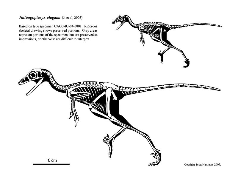 Plik:Jinfengopteryx Scott Hartman.jpg