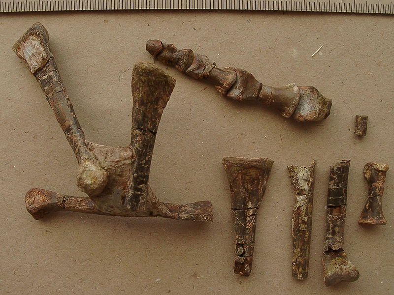 Plik:Silesaurus noga.jpg