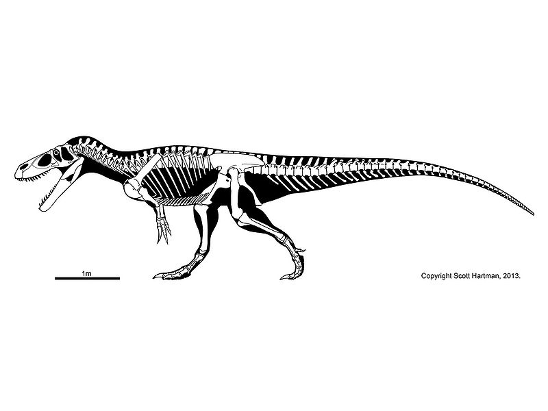 Plik:Torvosaurus Scott Hartman.jpg