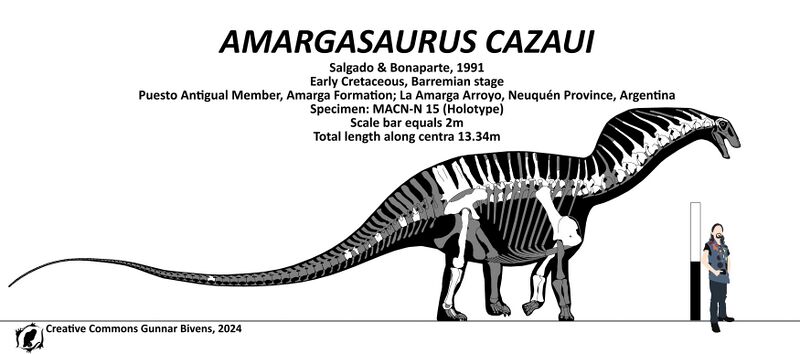Plik:Amargasaurus skeletal by Gunnar Bivens.jpg