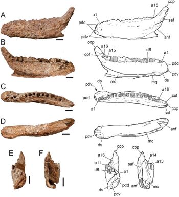 Ampelognathus holotype.jpg