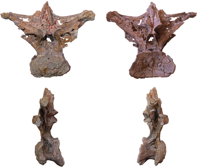 Europatitan dorsal.png