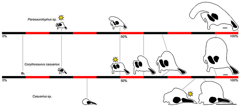 Plik:Ontogeneza grzebieni Parasaurolophus, Corythosaurus, Casuarius.jpg