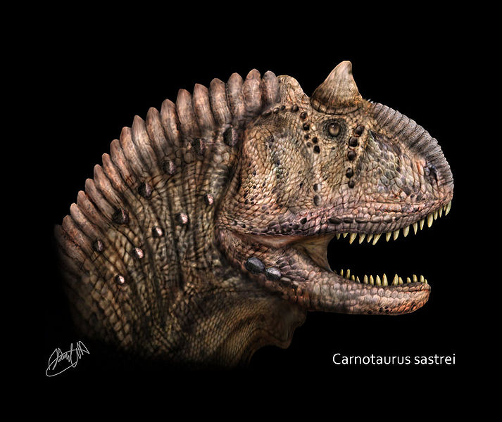 Plik:Carnotaurus head by karkemish00.jpg