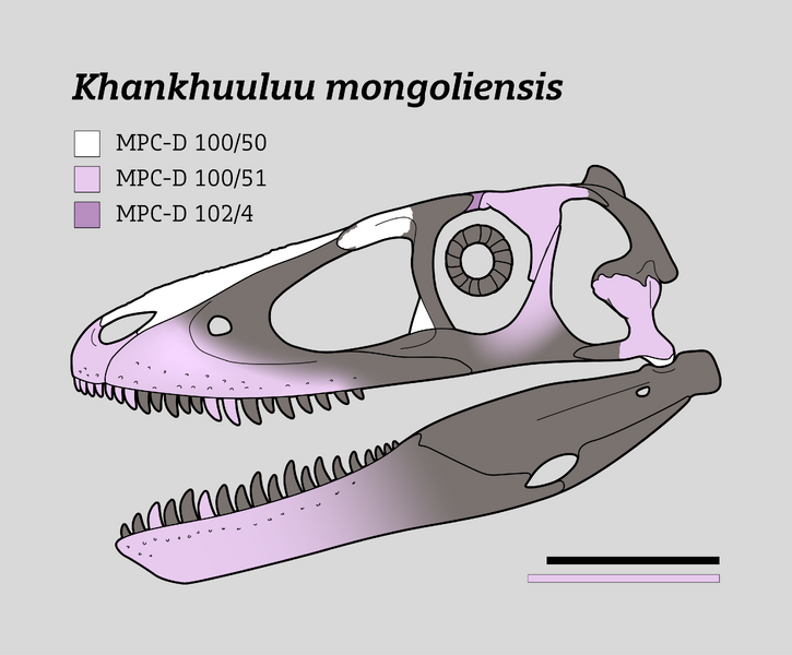 Plik:Khankhuuluu Skull.png