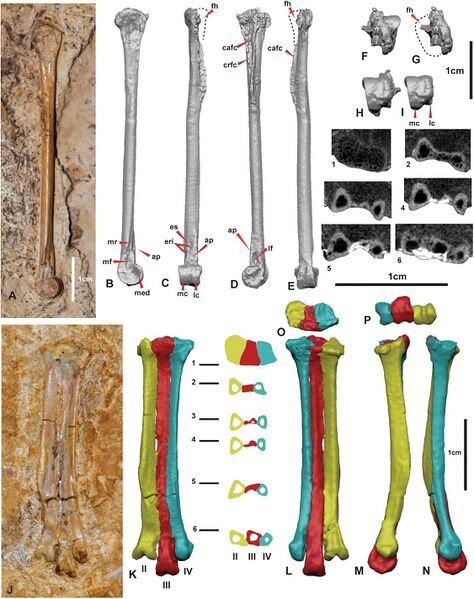 Plik:Tenuicruris holotype.jpg