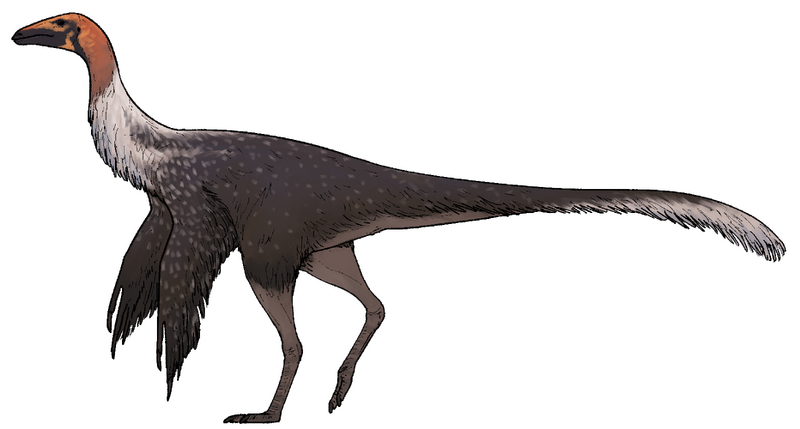 Plik:Mexidracon longimanus.png