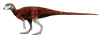 Albertadromeus LM.png