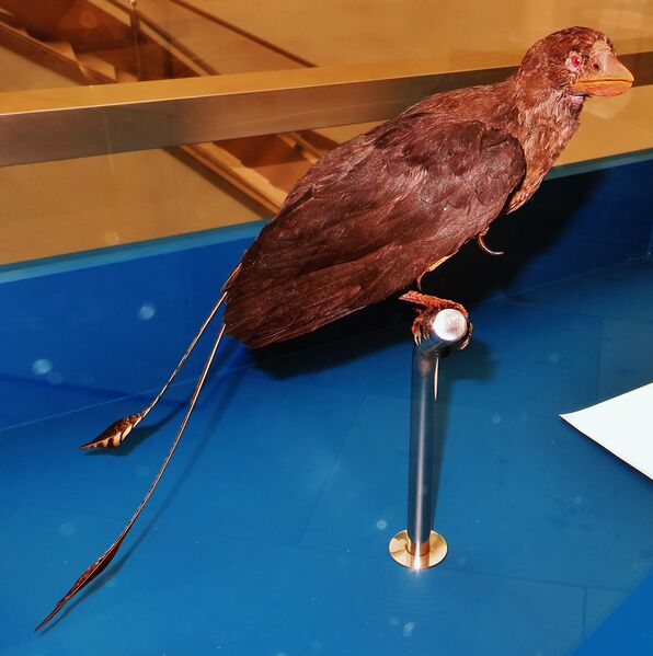 Plik:Confuciusornis sanctus model 55.jpg