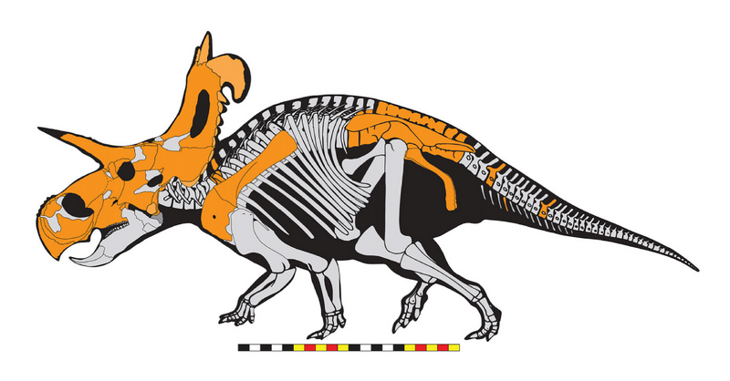 Plik:Lokiceratops (Skeletal Reconstruction).png