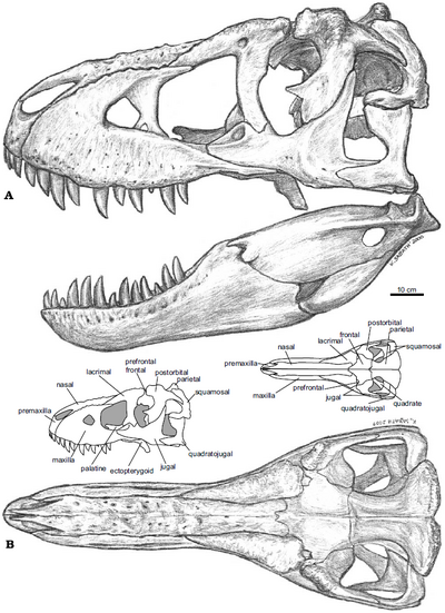 Tarbosaurus skull K.Sabath APP 2003.PNG