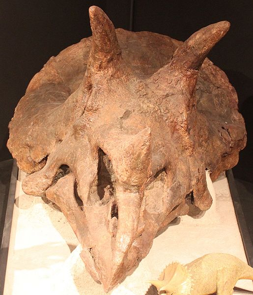 Plik:Triceratops prorsus MOR 004 Phyl Clem.jpg