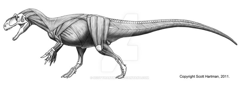 Plik:Allosaurus muscle study by scotthartman-d3ceebp.jpg