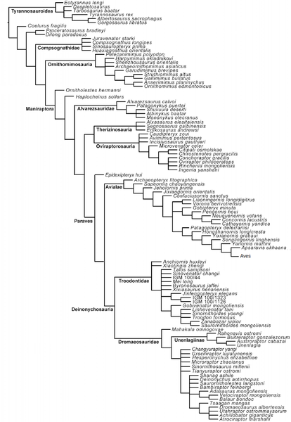 Plik:Gianechini et al. 2017 Buitreraptor cranium.png