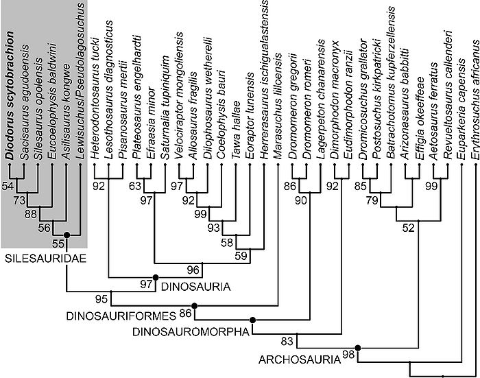 Kladogram Silesauridae.jpg