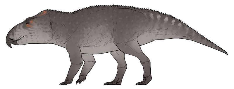 Plik:Ferenceratops shqiperorum.png