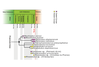 Rhabdodontidae Augustin et all 2023.png
