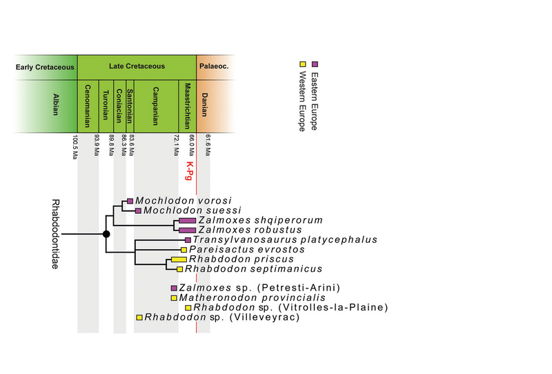 Plik:Rhabdodontidae Augustin et all 2023.png