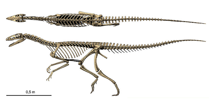 Plik:Silesaurus szkielet.jpg