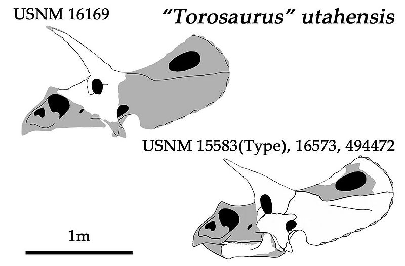 Plik:Torosaurus utahensis Laelaps nipponensis.jpg