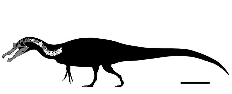 Plik:Sigilmassasaurus rboz 05.jpeg