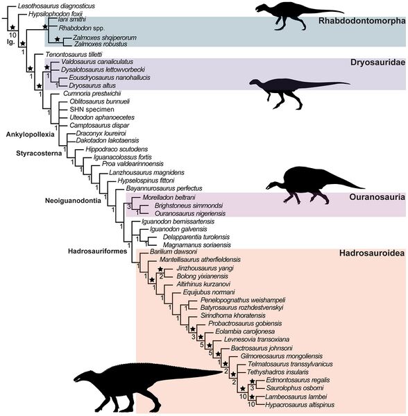 Plik:Iguanodontia Rotatori et al.jpg