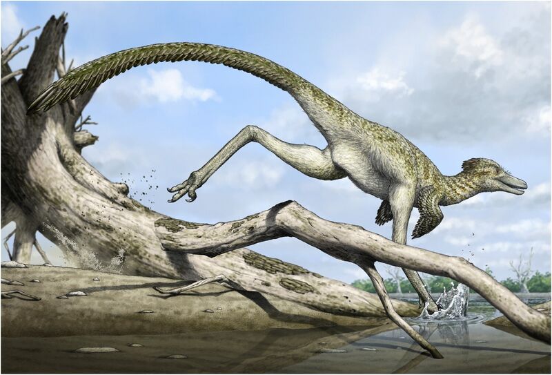 Plik:Harenadraco by Yusik Choi.jpg