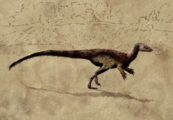 Nhandumirim waldsangae by stolpergeist.jpg