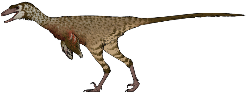 Plik:Dinevenator robustus.png