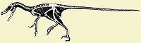 Dromaeosauridae.jpg
