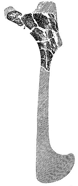 Plik:Saurolophus kryschtofovici.jpg