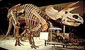 Triceratops USNM 4842 .jpg