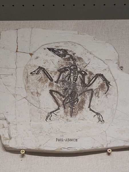 Plik:Liaoning Palaeontological Museum 20250103 103920.jpg
