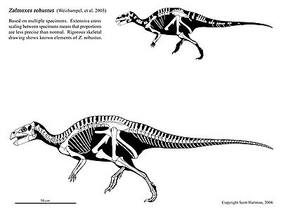 Zalmoxes robustus.jpg