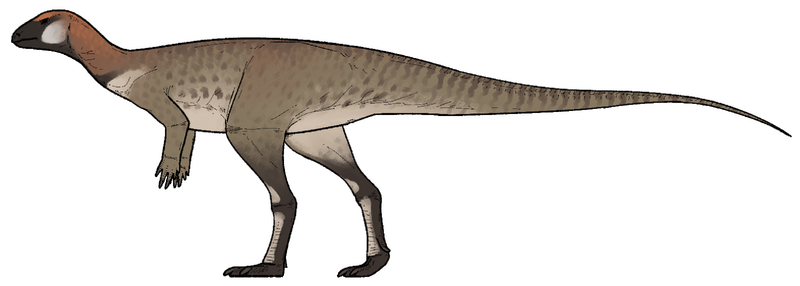 Plik:Pulaosaurus qinglong.png
