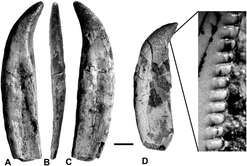 Plik:Zęby murusraptora.jpg