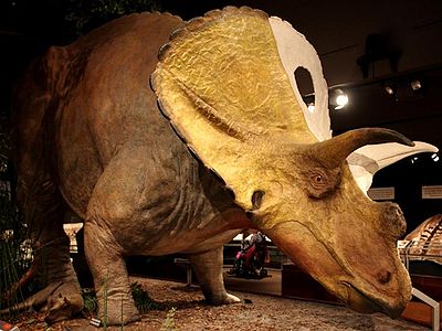 Torosaurus MOR model P.Weimer.jpg