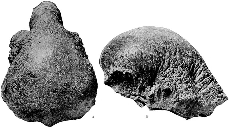 Plik:Colepiocephale skull.jpg