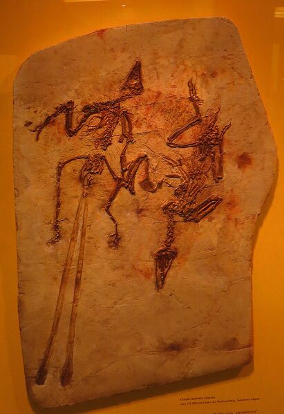 Plik:Confuciusornis sanctus 3784.jpg