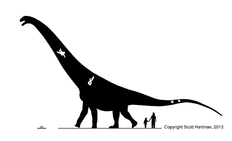 Plik:Puertasaurus Scott Hartman.jpg