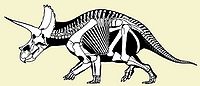 Ceratopsoidea.jpg